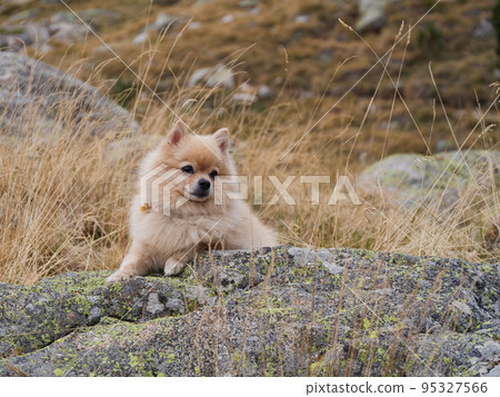 A cute cheerful Spitz sitting on the stones in the mountains. Happy dog on the background of nature 95327566