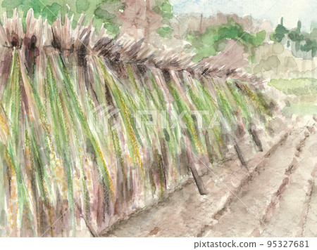 Landscape illustration of harvested and dried rice painted by watercolor 95327681