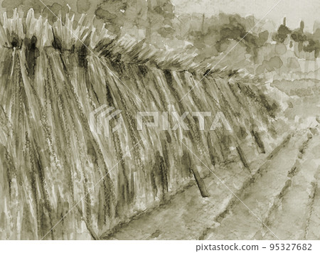 Landscape illustration of harvested and dried rice drawn by watercolor Sepia tone 95327682