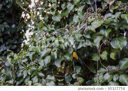 Dark purple fruits and leaves of ivy (also known as winter ivy) / winter 95327758