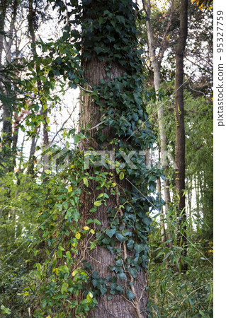 A tree trunk entwined with berries and ivy 95327759