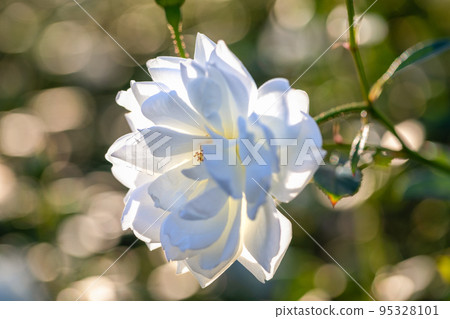 a million rose flowers 95328101