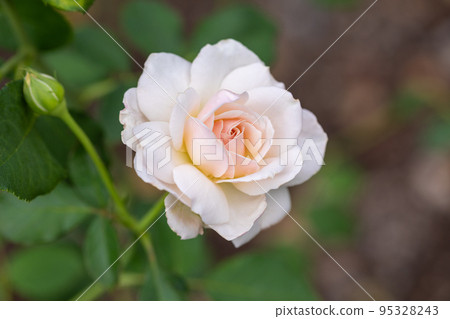 一百萬朵玫瑰花 95328243