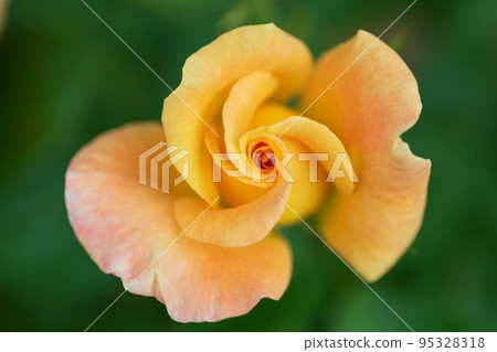 a million rose flowers 95328318