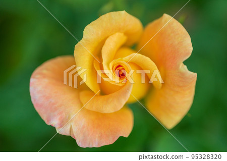 a million rose flowers 95328320