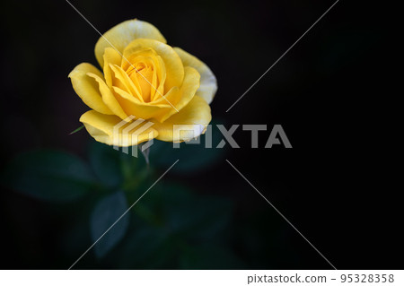 一百萬朵玫瑰花 一百萬朵玫瑰花 95328358