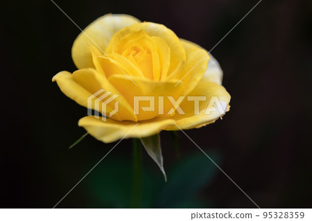 a million rose flowers 95328359