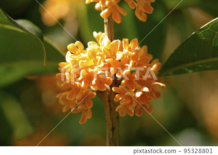 桂花的黃色小花飄來一股甜香 95328801