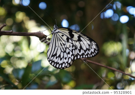Ogomadara Ogomadara 95328901