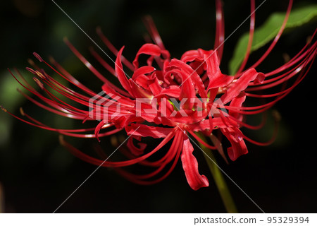 彼岸花(Higanbana,Manjushage)鮮豔的紅色花朵迷人而美麗。 彼岸花(Higanbana,Manjushage)鮮豔的紅色花朵迷人而美麗。 95329394