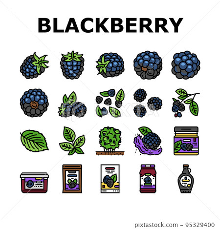 blackberry fruit berry black food icons set vector blackberry fruit berry black food icons set vector 95329400