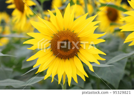 sunflower	 95329821