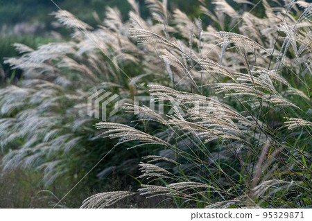 Pampas grass in the setting sun Pampas grass in the setting sun 95329871