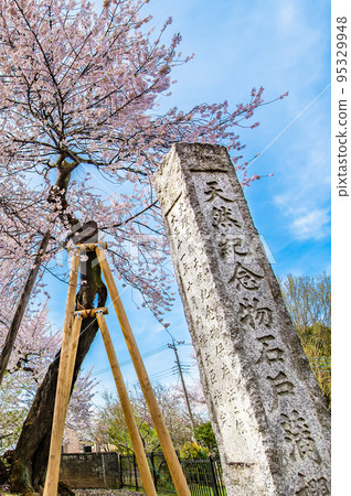 盛開的埼玉縣北本市石戶鐮櫻 95329948
