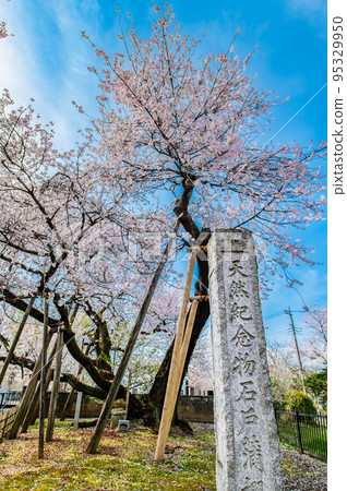 Kitamoto City, Saitama Prefecture Ishitokamazakura in full bloom Kitamoto City, Saitama Prefecture Ishitokamazakura in full bloom 95329950
