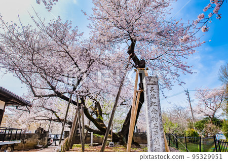Kitamoto City, Saitama Prefecture Ishitokamazakura in full bloom Kitamoto City, Saitama Prefecture Ishitokamazakura in full bloom 95329951
