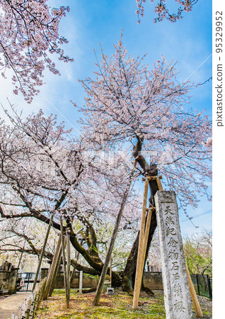 Kitamoto City, Saitama Prefecture Ishitokamazakura in full bloom 95329952