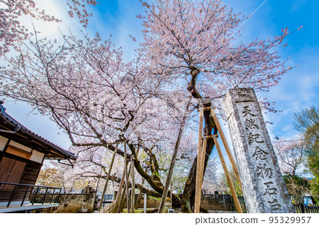 Kitamoto City, Saitama Prefecture Ishitokamazakura in full bloom Kitamoto City, Saitama Prefecture Ishitokamazakura in full bloom 95329957