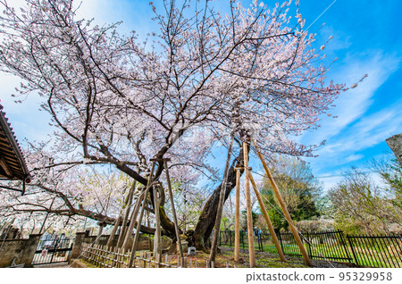 Kitamoto City, Saitama Prefecture Ishitokamazakura in full bloom Kitamoto City, Saitama Prefecture Ishitokamazakura in full bloom 95329958
