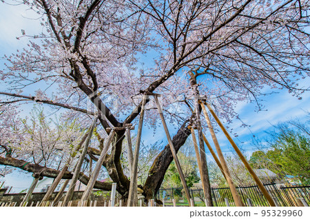 盛開的埼玉縣北本市石戶鐮櫻 95329960