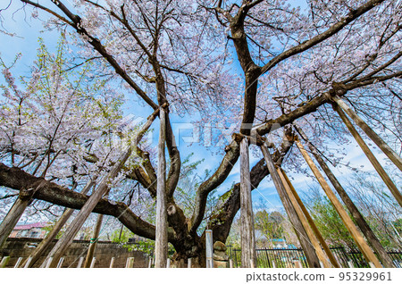 Kitamoto City, Saitama Prefecture Ishitokamazakura in full bloom 95329961
