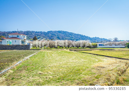 [神奈川的自然] Soga Plum Grove 95330285