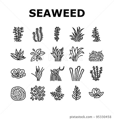 Aquatic Seaweed Natural Plant Icons Set Vector 95330458