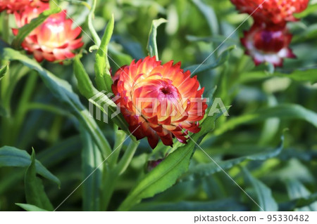 麥稈菊 紅花 95330482