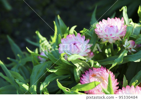麥稈菊 紅花 粉紅花 95330484