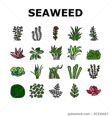 Aquatic Seaweed Natural Plant Icons Set Vector 95330487