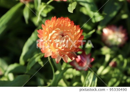 straw chrysanthemum orange flower yellow flower 95330490