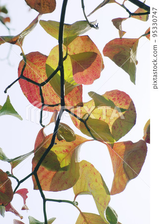 Beautiful red dogwood leaves 95330747