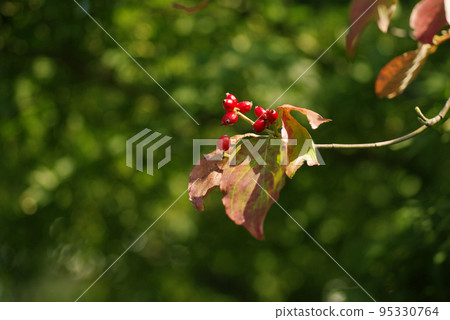 Beautiful red dogwood leaves 95330764