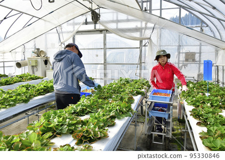 Photographing the scenery of harvesting greenhouse-grown strawberries in Otobe-cho, Hokkaido in autumn Photographing the scenery of harvesting greenhouse-grown strawberries in Otobe-cho, Hokkaido in autumn 95330846