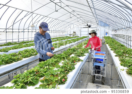 拍攝北海道音部町秋季採摘溫室草莓的景色 拍攝北海道音部町秋季採摘溫室草莓的景色 95330859