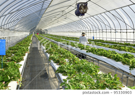 Photographing the scenery of harvesting greenhouse-grown strawberries in Otobe-cho, Hokkaido in autumn Photographing the scenery of harvesting greenhouse-grown strawberries in Otobe-cho, Hokkaido in autumn 95330903
