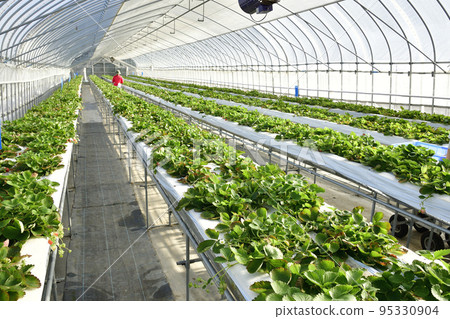 Photographing the scenery of harvesting greenhouse-grown strawberries in Otobe-cho, Hokkaido in autumn 95330904