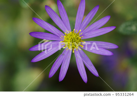 The small purple flowers of Kongiku (Kongiku) are beautiful. The small purple flowers of Kongiku (Kongiku) are beautiful. 95331264