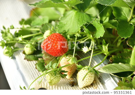 拍攝秋季北海道音部町草莓溫室栽培的景色 95331361