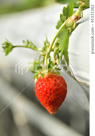 拍攝秋季北海道音部町草莓溫室栽培的景色 95331362