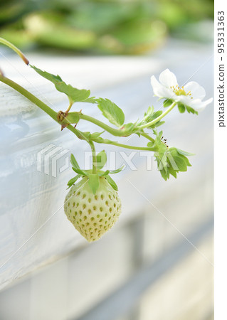 拍攝秋季北海道音部町草莓溫室栽培的景色 95331363