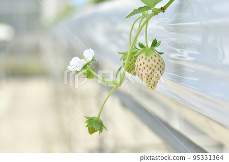 拍攝秋季北海道音部町草莓溫室栽培的景色 95331364