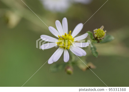 The small white flowers of Kongiku (Kongiku) are beautiful. 95331388