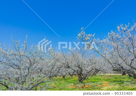 [Natural scenery of Kanagawa] Soga plum grove 95331405