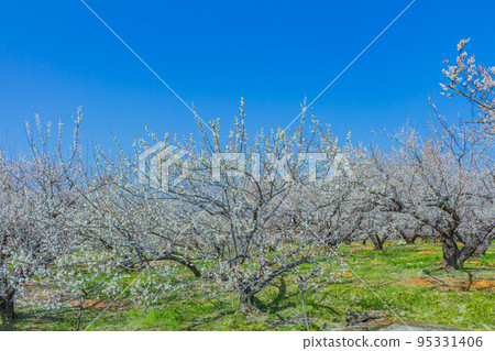 [Natural scenery of Kanagawa] Soga plum grove 95331406