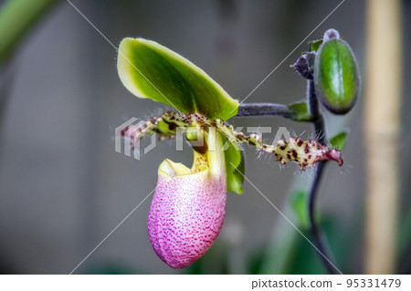 Orchid flower, Hybrid American Paphiopedilum Orchid flower, Hybrid American Paphiopedilum 95331479