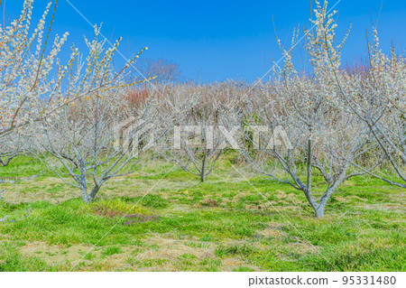 [神奈川縣的自然風光]曾我梅林 95331480