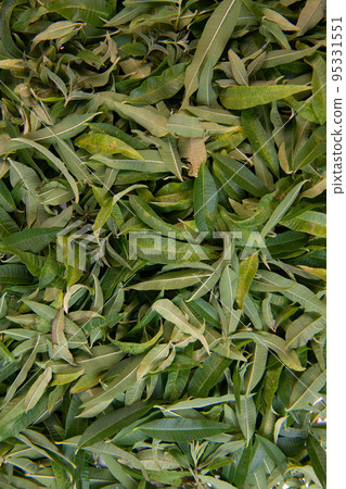 Dried verbena leaves for herbal tea 95331551