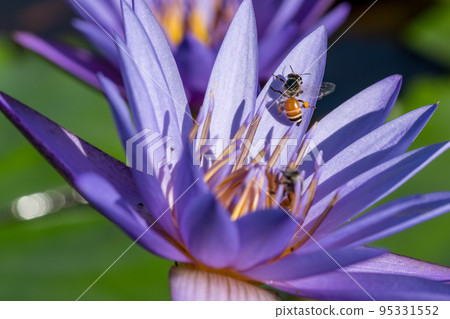 [Macro photo] A bee sucking nectar from a flower 95331552