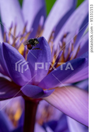 [Macro photo] A bee sucking nectar from a flower 95331553
